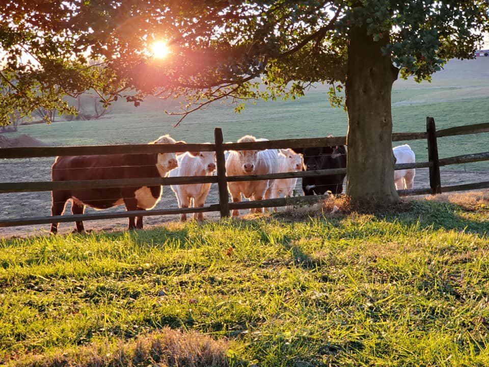 Cows grazing near a wooden fence at sunset, with a lush green field in the background and a tree providing shade.