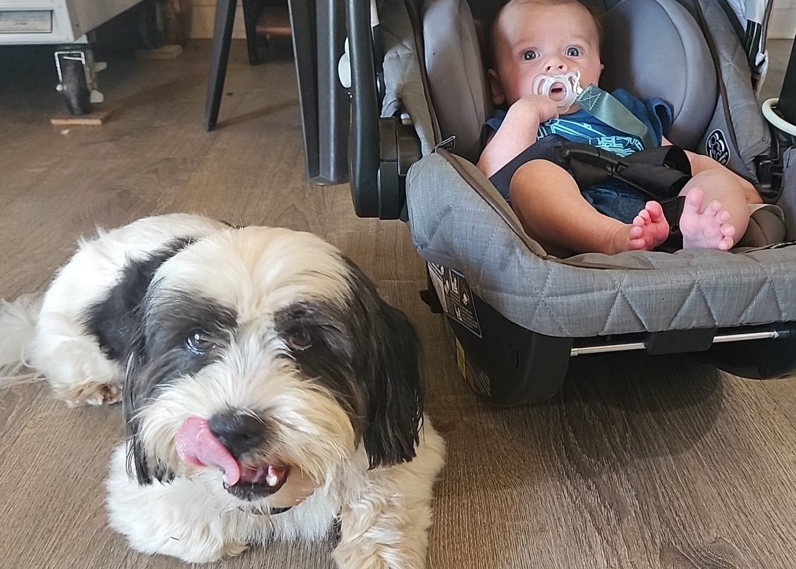 A cute dog with black and white fur sits on the floor, licking its lips, next to a baby in a car seat. The baby is wearing a blue onesie and has a pacifier in their mouth, looking curiously at the camera. The background features wooden flooring and furniture.