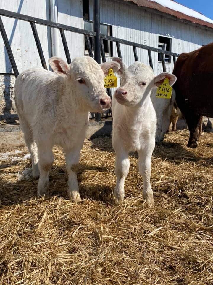 Two white calves standing together on straw in a barn, with ear tags visible, surrounded by other cattle in the background. The sunlight highlights their fluffy coats, showcasing a typical farm setting.